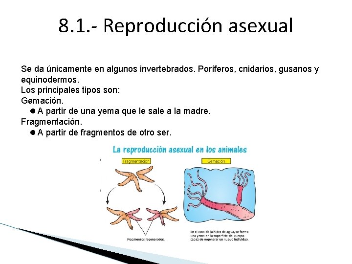 8. 1. - Reproducción asexual Se da únicamente en algunos invertebrados. Poríferos, cnidarios, gusanos 8. 1. - Reproducción asexual Se da únicamente en algunos invertebrados. Poríferos, cnidarios, gusanos