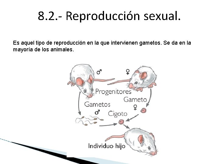 8. 2. - Reproducción sexual. Es aquel tipo de reproducción en la que intervienen 8. 2. - Reproducción sexual. Es aquel tipo de reproducción en la que intervienen