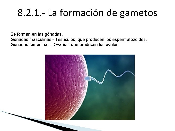 8. 2. 1. - La formación de gametos Se forman en las gónadas. Gónadas 8. 2. 1. - La formación de gametos Se forman en las gónadas. Gónadas
