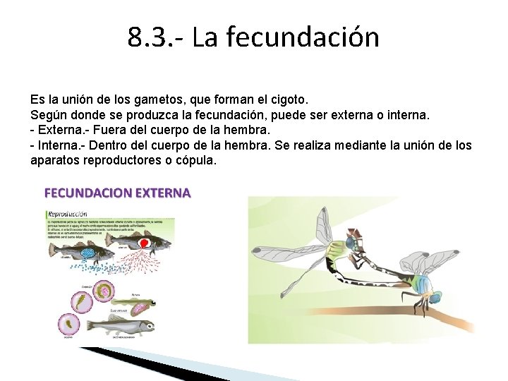 8. 3. - La fecundación Es la unión de los gametos, que forman el 8. 3. - La fecundación Es la unión de los gametos, que forman el