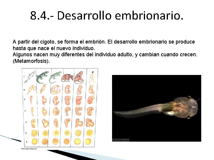 8. 4. - Desarrollo embrionario. A partir del cigoto, se forma el embrión. El