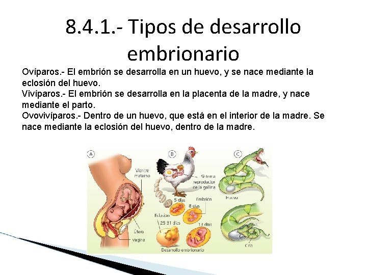 8. 4. 1. - Tipos de desarrollo embrionario Ovíparos. - El embrión se desarrolla