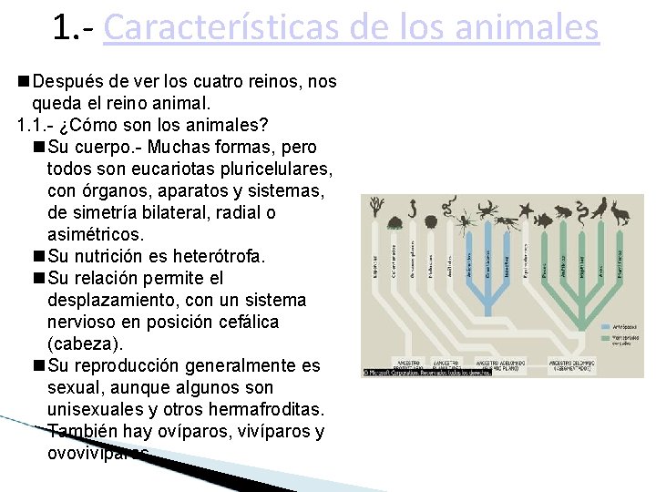 1. - Características de los animales Después de ver los cuatro reinos, nos queda