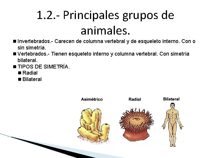 1. 2. - Principales grupos de animales. Invertebrados. - Carecen de columna vertebral y 1. 2. - Principales grupos de animales. Invertebrados. - Carecen de columna vertebral y