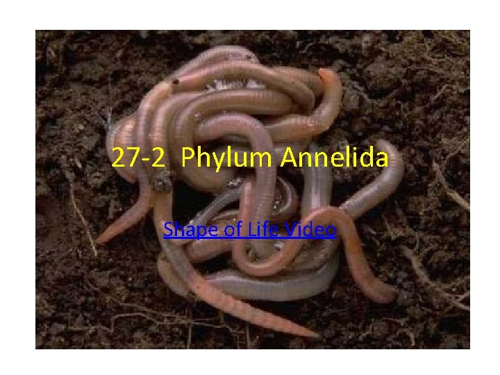 27 -2 Phylum Annelida Shape of Life Video 