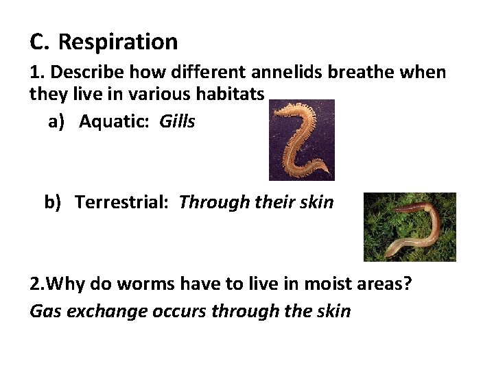 C. Respiration 1. Describe how different annelids breathe when they live in various habitats