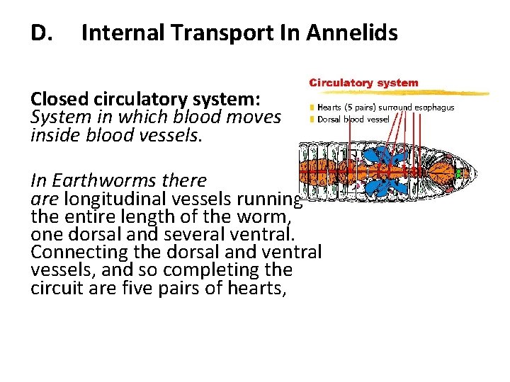 D. Internal Transport In Annelids Closed circulatory system: System in which blood moves inside