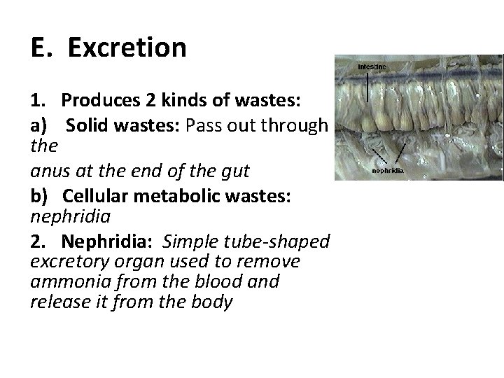E. Excretion 1. Produces 2 kinds of wastes: a) Solid wastes: Pass out through