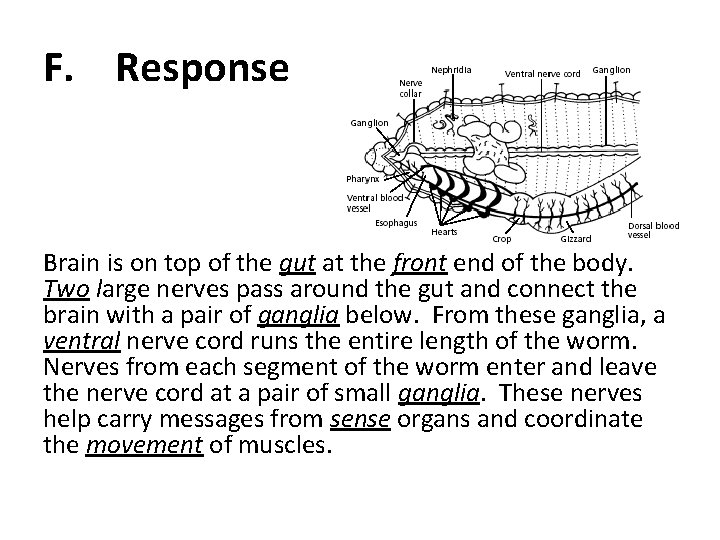 F. Response Brain is on top of the gut at the front end of