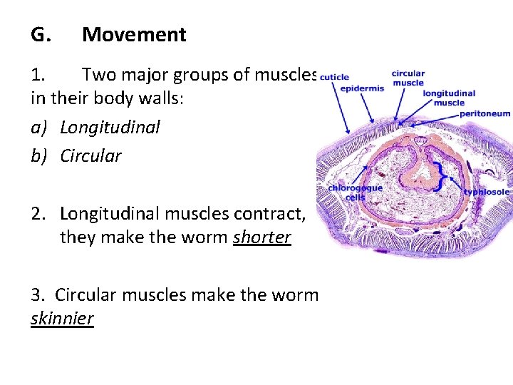 G. Movement 1. Two major groups of muscles in their body walls: a) Longitudinal