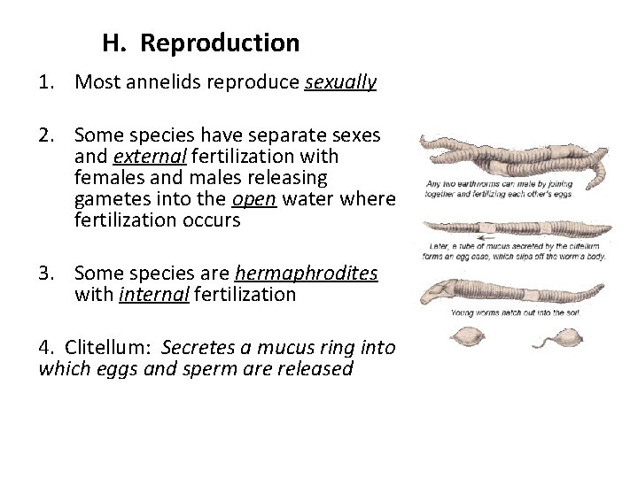 H. Reproduction 1. Most annelids reproduce sexually 2. Some species have separate sexes and