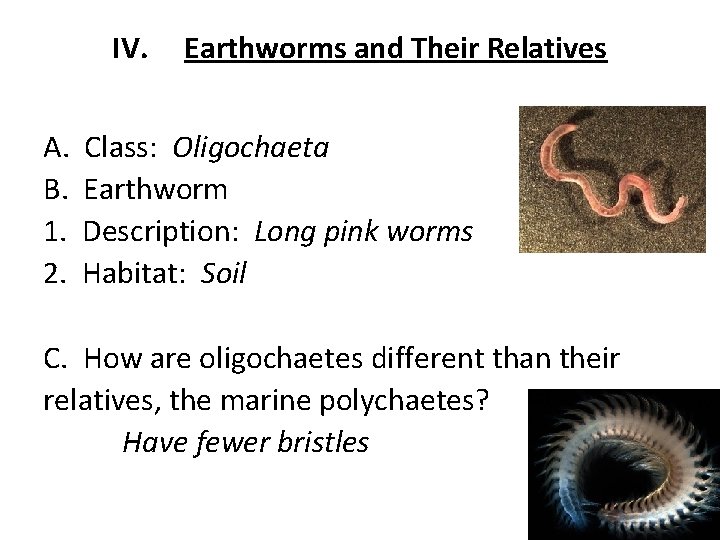 IV. Earthworms and Their Relatives A. Class: Oligochaeta B. Earthworm 1. Description: Long pink