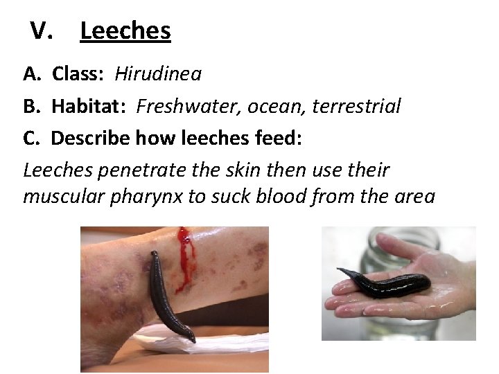 V. Leeches A. Class: Hirudinea B. Habitat: Freshwater, ocean, terrestrial C. Describe how leeches