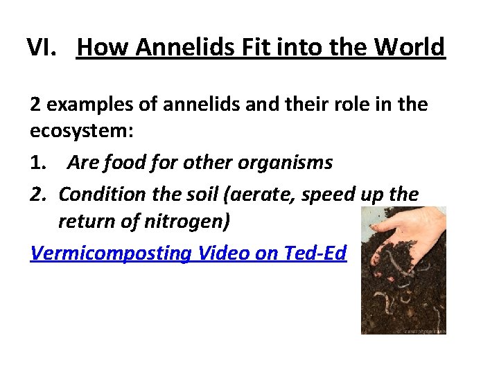 VI. How Annelids Fit into the World 2 examples of annelids and their role
