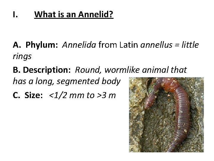 I. What is an Annelid? A. Phylum: Annelida from Latin annellus = little rings