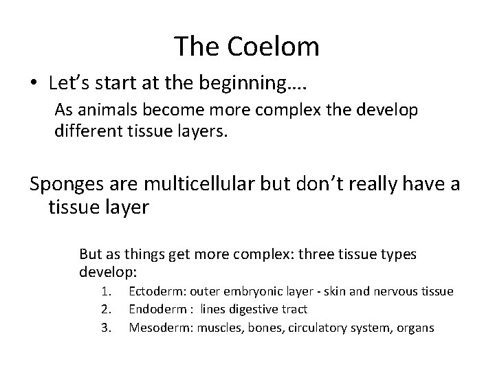 The Coelom • Let’s start at the beginning…. As animals become more complex the