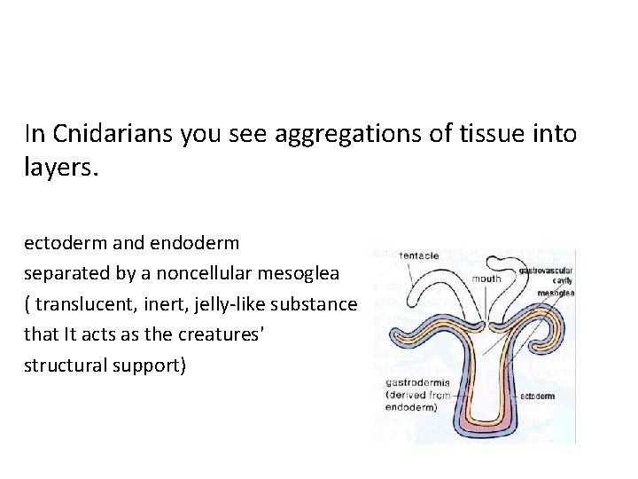 In Cnidarians you see aggregations of tissue into layers. ectoderm and endoderm separated by