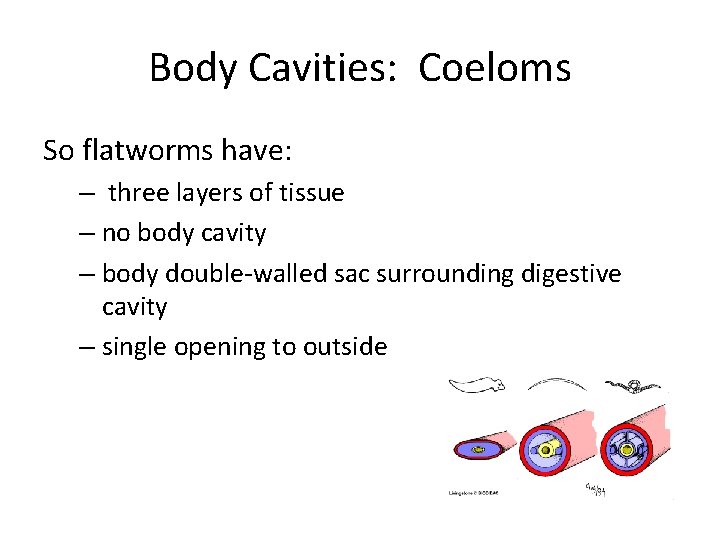 Body Cavities: Coeloms So flatworms have: – three layers of tissue – no body