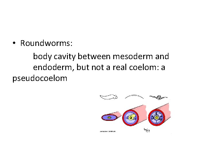  • Roundworms: body cavity between mesoderm and endoderm, but not a real coelom: