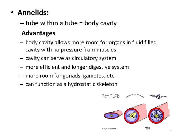  • Annelids: – tube within a tube = body cavity Advantages – body