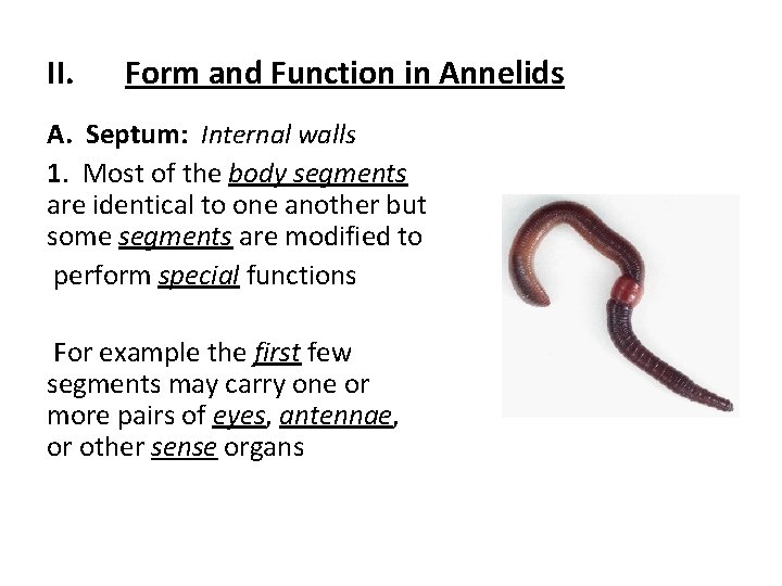  II. Form and Function in Annelids A. Septum: Internal walls 1. Most of