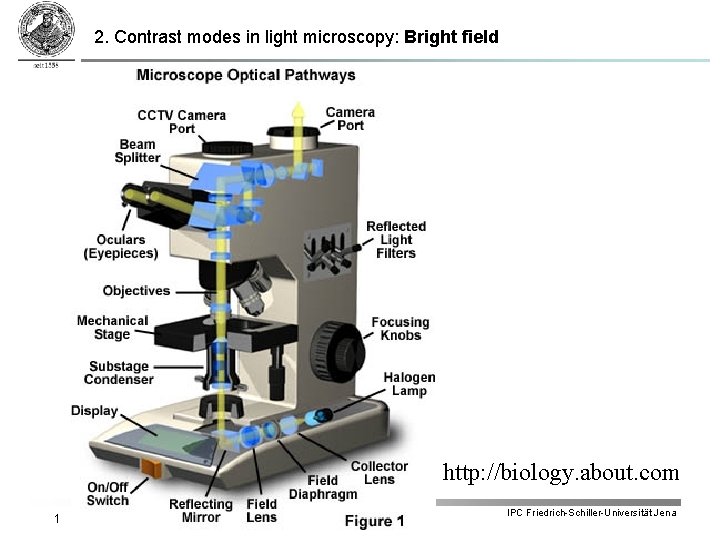 2. Contrast modes in light microscopy: Bright field http: //biology. about. com 1 IPC