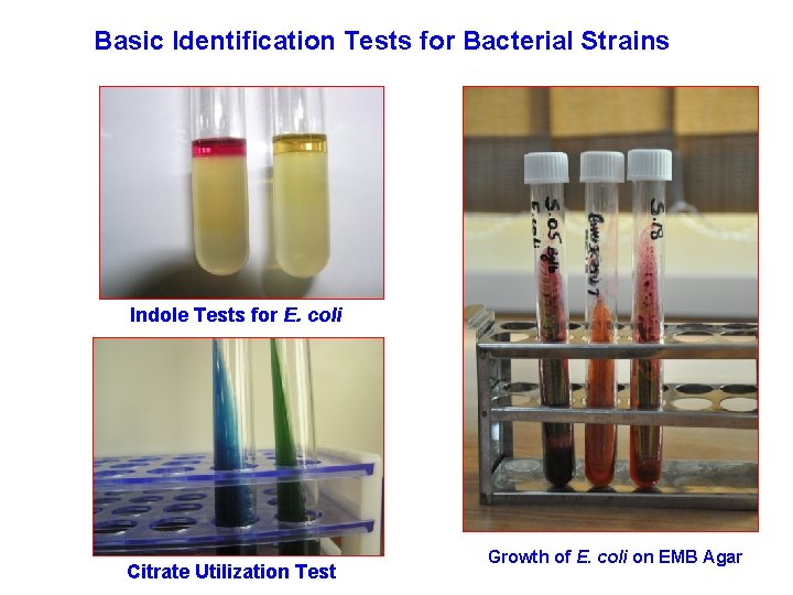 Basic Identification Tests for Bacterial Strains Indole Tests for E. coli Citrate Utilization Test