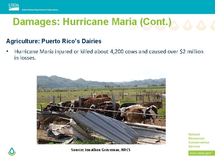 Damages: Hurricane María (Cont. ) Agriculture: Puerto Rico’s Dairies • Hurricane María injured or