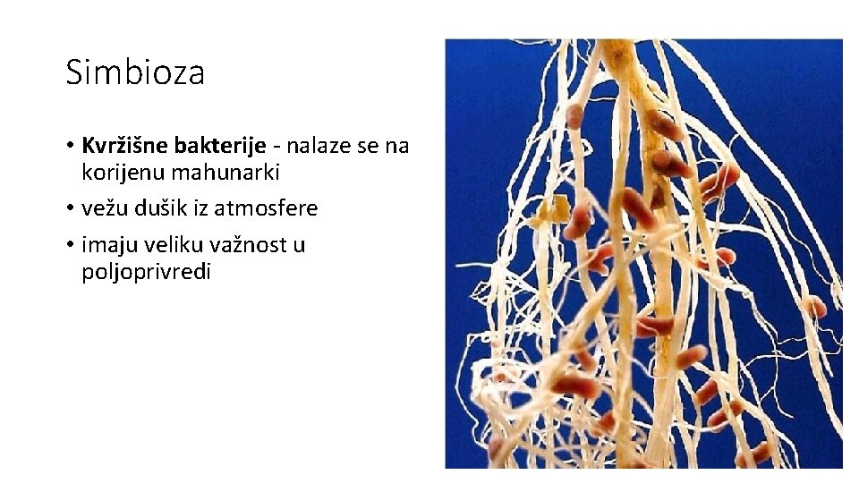 Simbioza • Kvržišne bakterije - nalaze se na korijenu mahunarki • vežu dušik iz