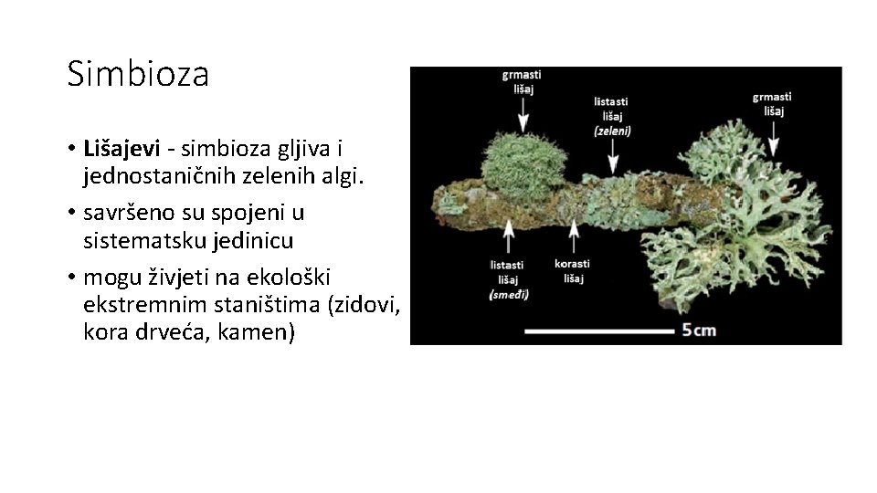 Simbioza • Lišajevi - simbioza gljiva i jednostaničnih zelenih algi. • savršeno su spojeni