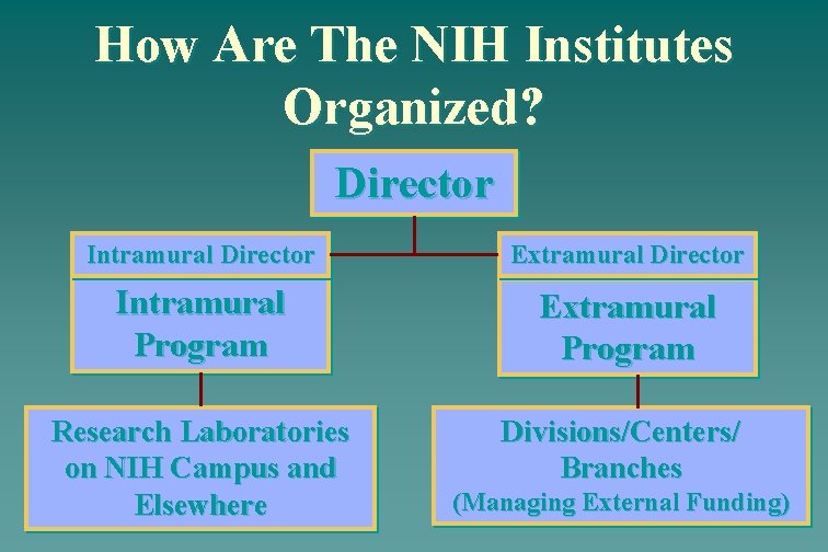 How Are The NIH Institutes Organized? Director Intramural Director Extramural Director Intramural Program Extramural