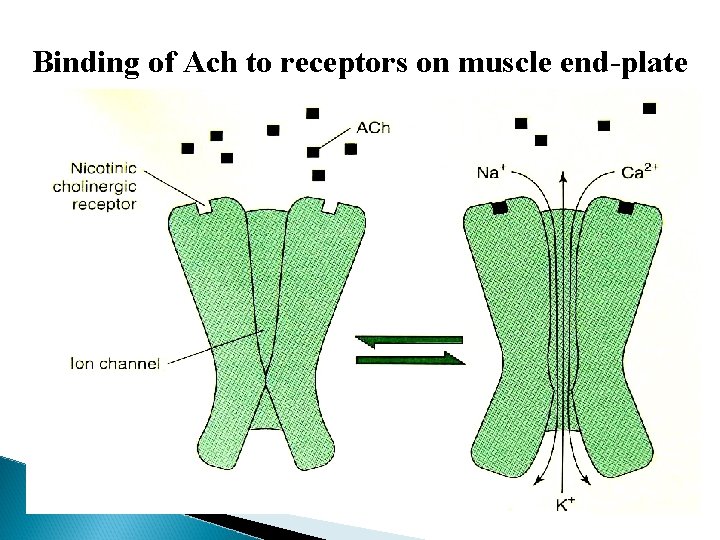 Binding of Ach to receptors on muscle end-plate 