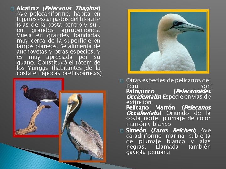 � Alcatraz (Pelecanus Thaghus) Ave pelecaniforme, habita en lugares escarpados del litoral e islas