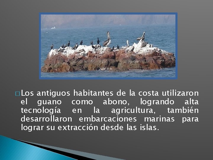 � Los antiguos habitantes de la costa utilizaron el guano como abono, logrando alta