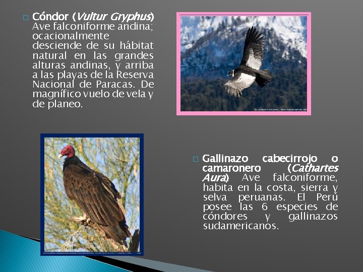 � Cóndor (Vultur Gryphus) Ave falconiforme andina; ocacionalmente desciende de su hábitat natural en