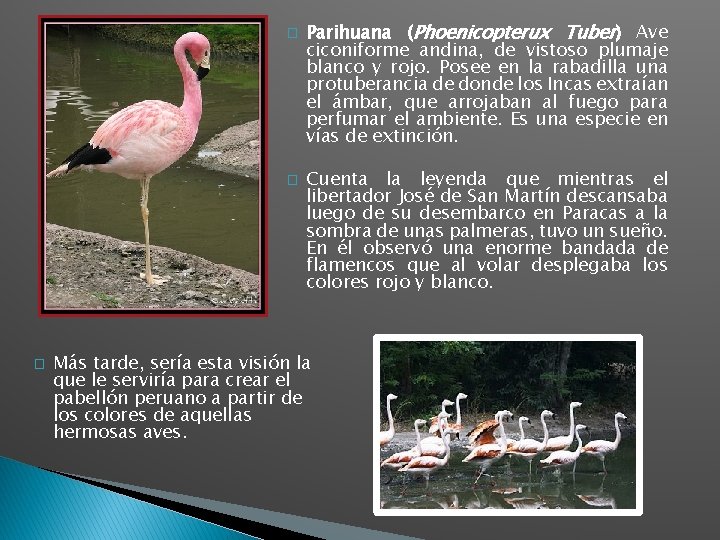 � � � Parihuana (Phoenicopterux Tuber) Ave ciconiforme andina, de vistoso plumaje blanco y