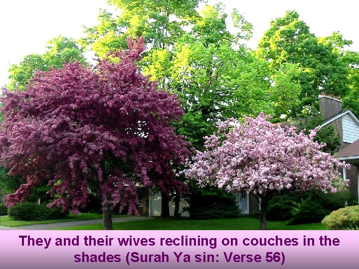 They and their wives reclining on couches in the shades (Surah Ya sin: Verse