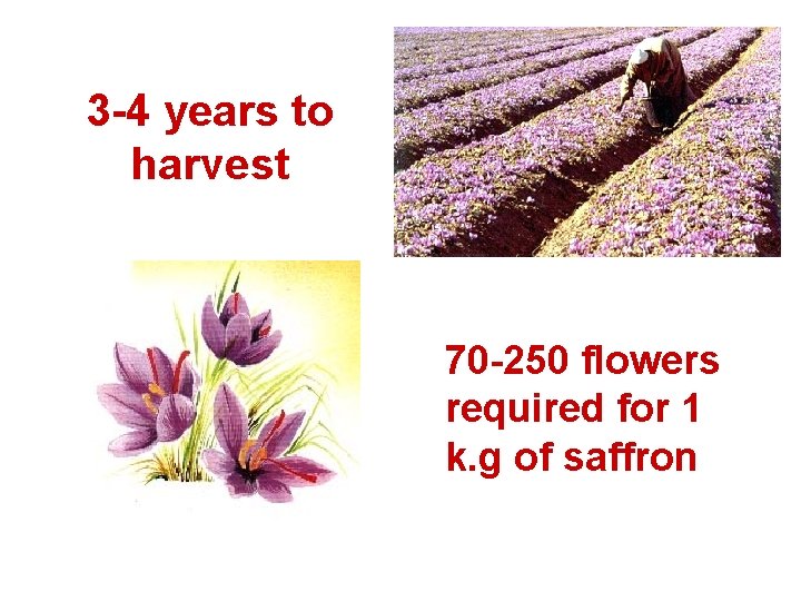 3 -4 years to harvest 70 -250 flowers required for 1 k. g of