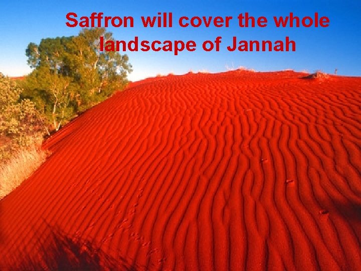 Saffron will cover the whole landscape of Jannah 