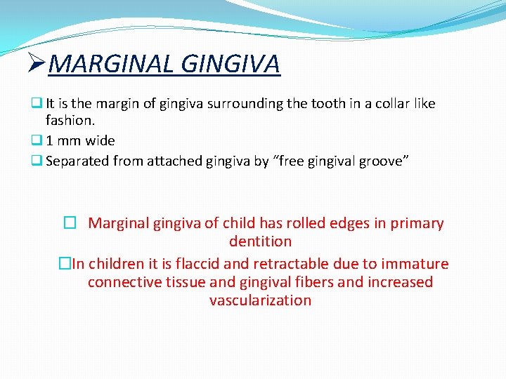 ØMARGINAL GINGIVA q It is the margin of gingiva surrounding the tooth in a