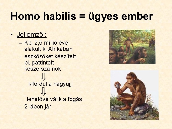 Homo habilis = ügyes ember • Jellemzői: – Kb. 2, 5 millió éve alakult