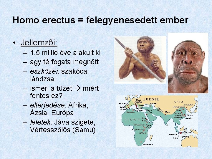 Homo erectus = felegyenesedett ember • Jellemzői: – 1, 5 millió éve alakult ki