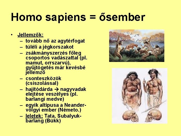 Homo sapiens = ősember • Jellemzők: – tovább nő az agytérfogat – túléli a