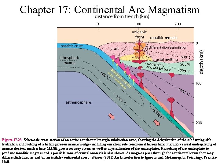 Chapter 17: Continental Arc Magmatism Figure 17. 23. Schematic cross section of an active