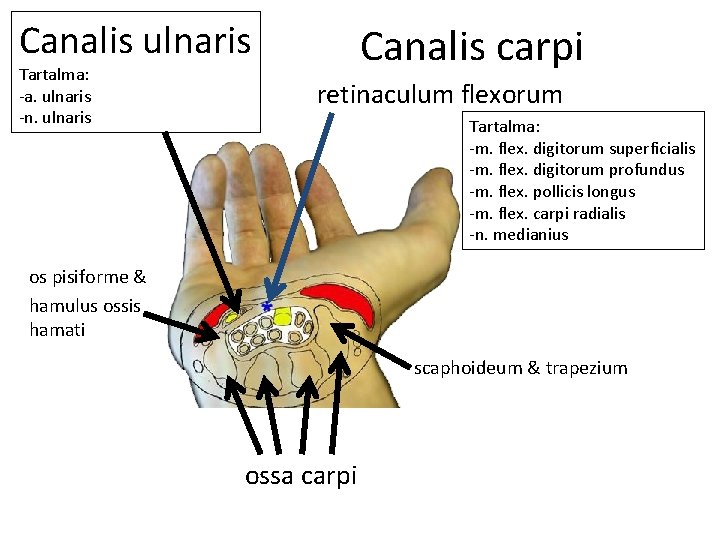 Canalis ulnaris Tartalma: -a. ulnaris -n. ulnaris Canalis carpi retinaculum flexorum Tartalma: -m. flex.