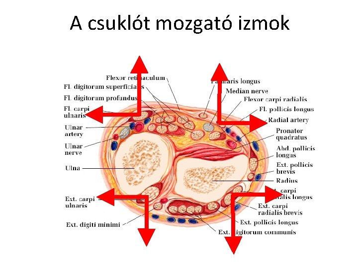 A csuklót mozgató izmok 