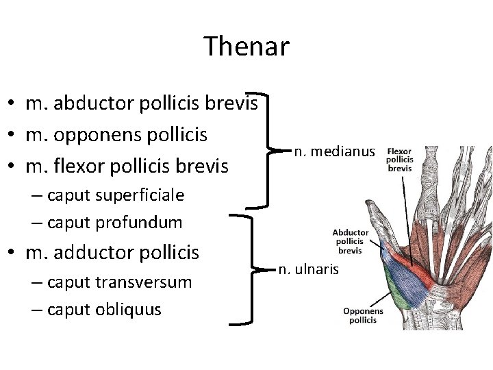 Thenar • m. abductor pollicis brevis • m. opponens pollicis • m. flexor pollicis