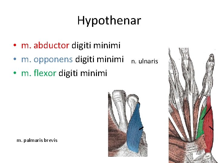 Hypothenar • m. abductor digiti minimi • m. opponens digiti minimi • m. flexor