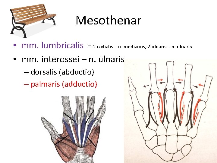 Mesothenar • mm. lumbricalis - 2 radialis – n. medianus, 2 ulnaris – n.