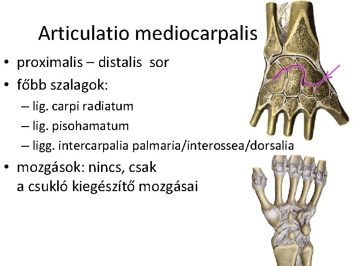 Articulatio mediocarpalis • proximalis – distalis sor • főbb szalagok: – lig. carpi radiatum